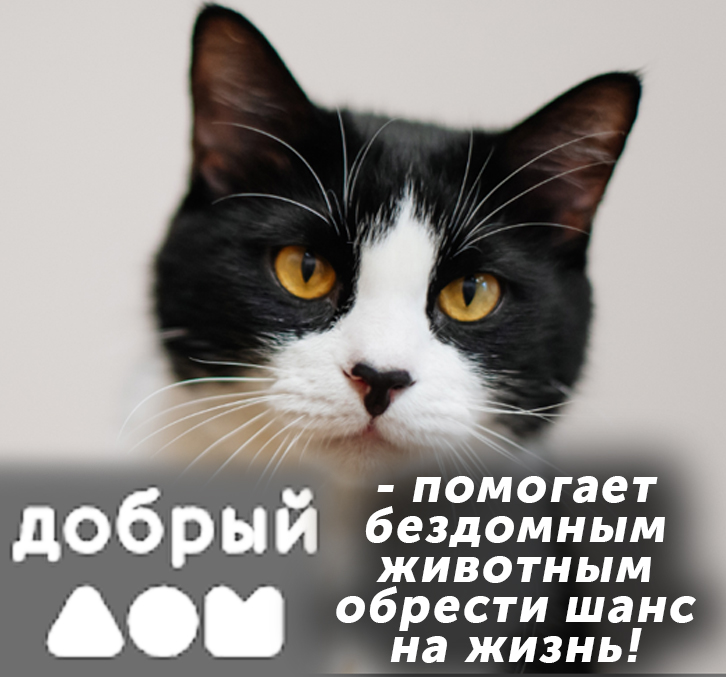 Хабаровская региональная общественная организация по защите бездомных животных «ДОБРЫЙ ДОМ» 